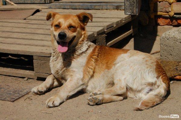 Іноземці безплатно стерилізуватимуть луцьких собак