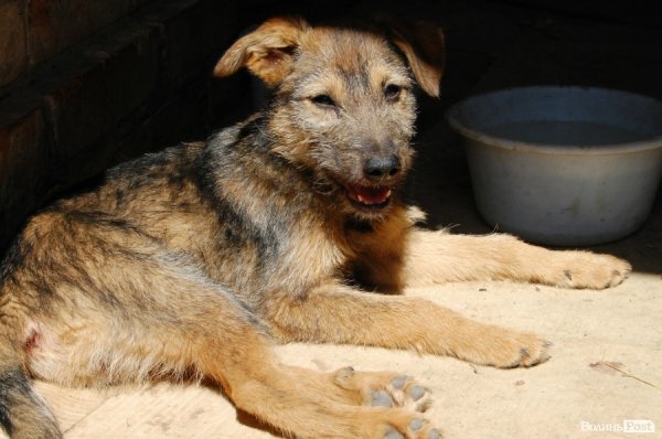Іноземці безплатно стерилізуватимуть луцьких собак