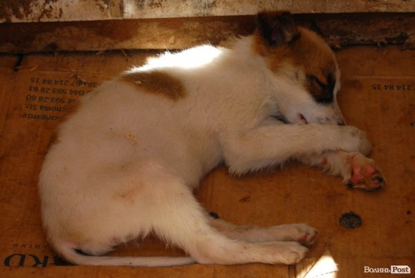 Іноземці безплатно стерилізуватимуть луцьких собак