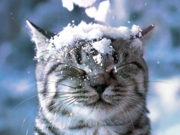 Погода в Луцьку та Волинській області на вихідні, 21 і 22 січня