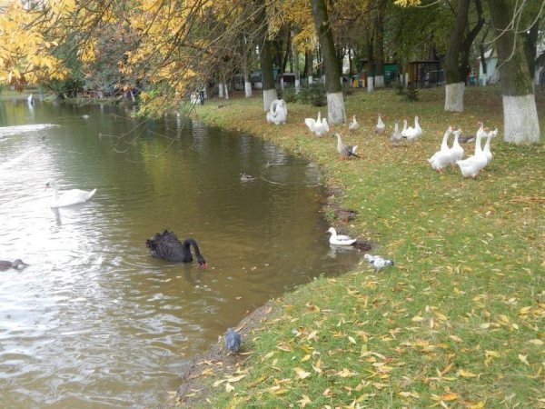 Осінь у Луцькому зоопарку. ФОТО