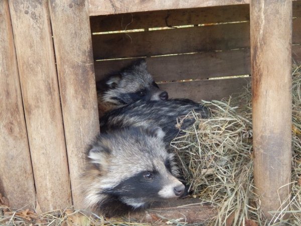 Осінь у Луцькому зоопарку. ФОТО