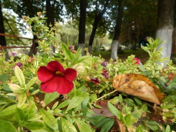 Осінь у Луцькому зоопарку. ФОТО