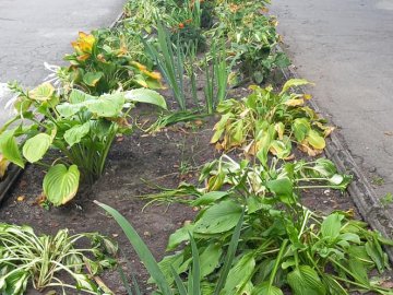 У ковельському парку хтось «свиснув» квіти з клумби