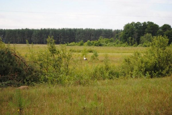 Автор  Юлія Куманська