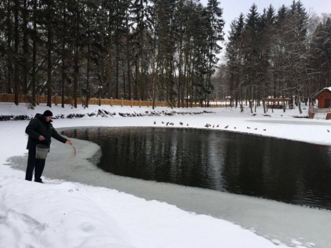 У «волинській Швейцарії» знову зимують дикі качки. ФОТО