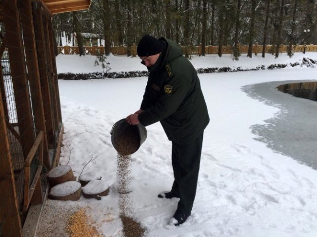 У «волинській Швейцарії» знову зимують дикі качки. ФОТО
