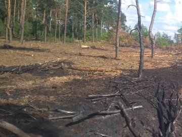 Мільйонні збитки: на Волині незаконно зрубали майже 700 дерев