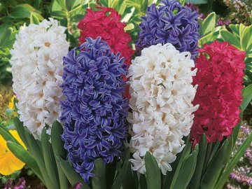 Де придбати насіння і цибулини квітів*