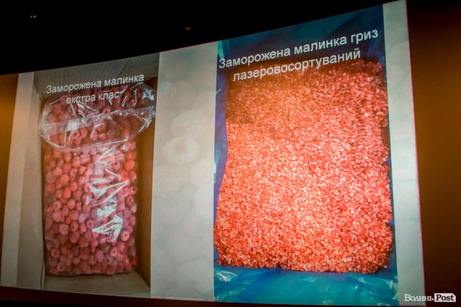 Ласують у Парижі та Берліні: малина з Волині «виходить» на європейський ринок