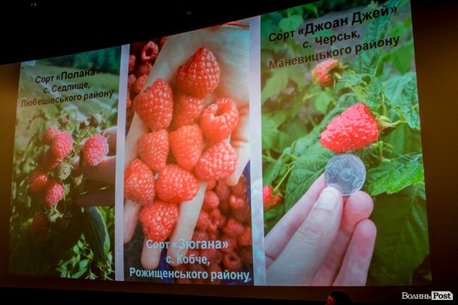 Ласують у Парижі та Берліні: малина з Волині «виходить» на європейський ринок