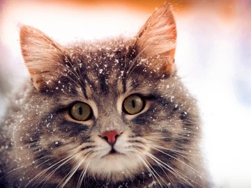 Погода у Луцьку та Волинській області на завтра, 15 грудня