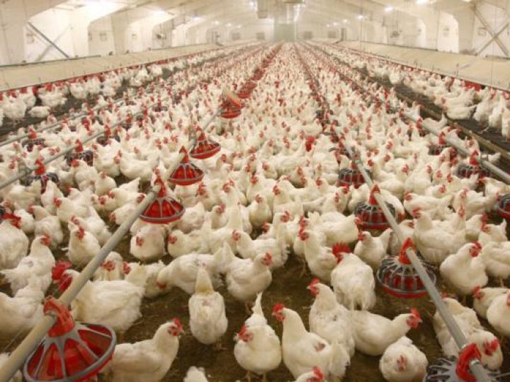 Брати Добкіни збудують на Волині птахофабрику на 1 млн бройлерів