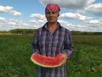 На Волині подружжя фермерів вирощує кавуни. ВІДЕО