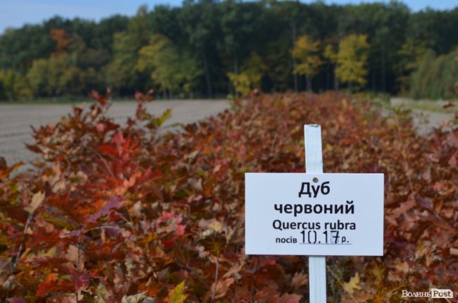 «Засіємо жолудем 16 гектарів»: волинські лісівники розпочали сіяти дуби. ФОТО