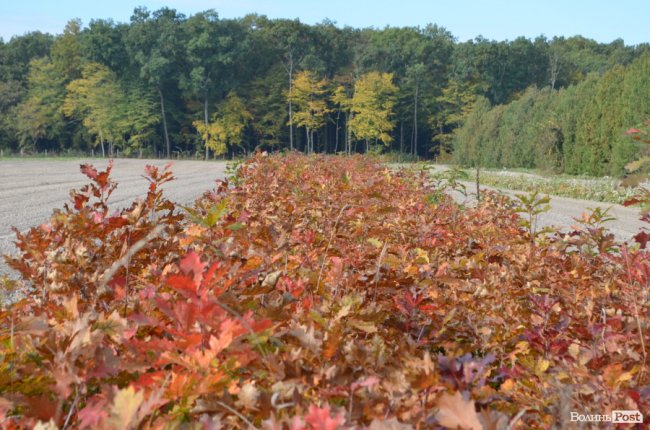 «Засіємо жолудем 16 гектарів»: волинські лісівники розпочали сіяти дуби. ФОТО