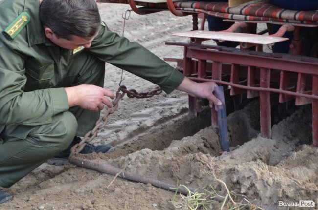 «Засіємо жолудем 16 гектарів»: волинські лісівники розпочали сіяти дуби. ФОТО
