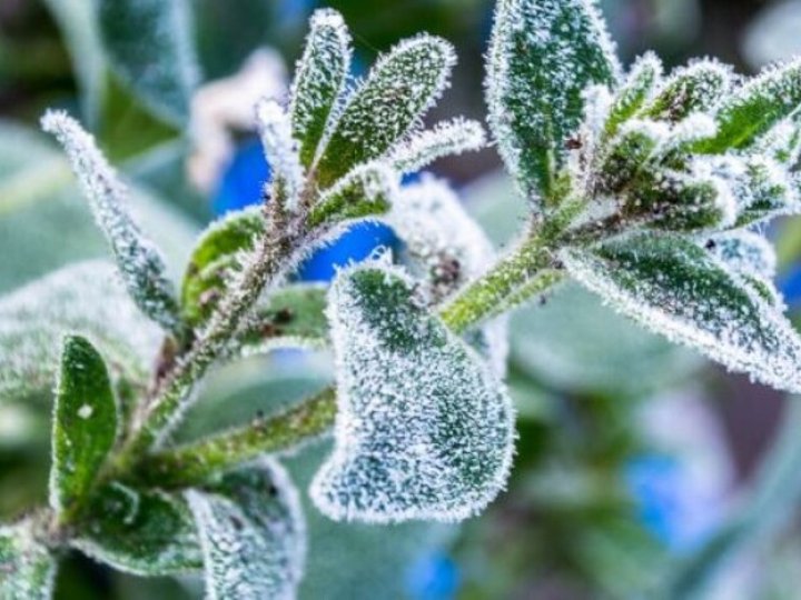 Волинян знову попереджають про заморозки