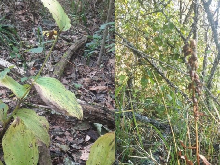 У нацпарку на Волині досліджують червонокнижні рослини