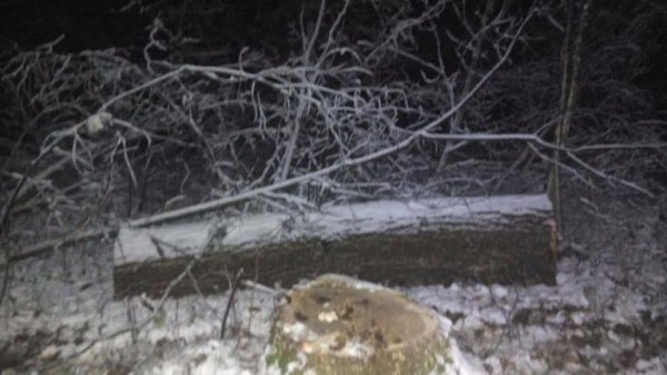 На Волині чоловік крав дуби на меблі