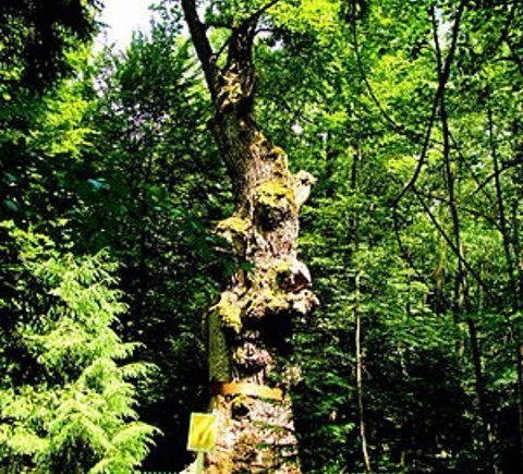 Україна надзвичайна: неймовірні факти про країну. ФОТО