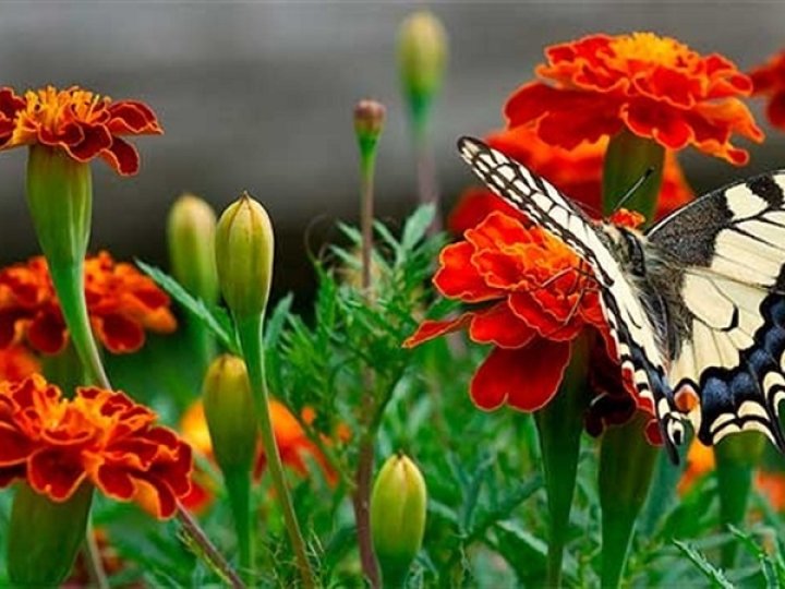 Якою буде погода у Луцьку та на Волині у неділю, 28 вересня