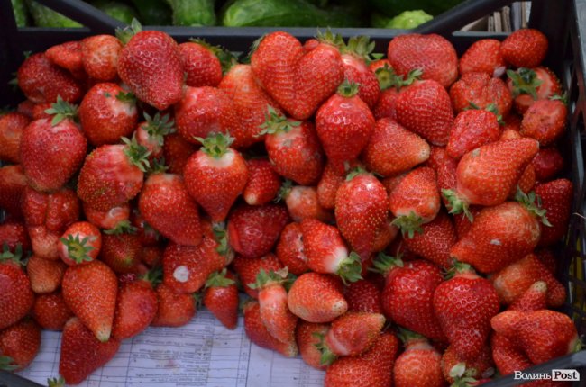 Полуниця по 100 гривень за кілограм 