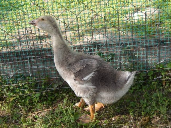 Гусеня сьогодні