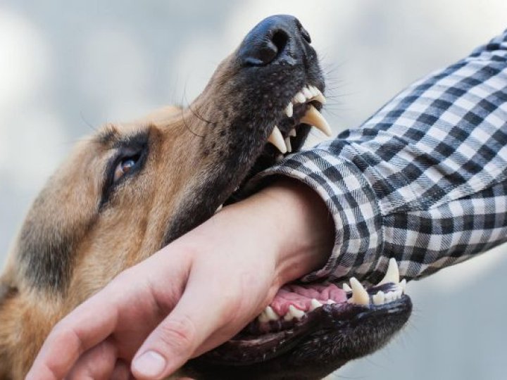 Скільки лучан постраждало від укусів тварин з початку 2026 року