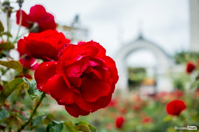 Барвиста краса: літній Луцьк потопає у квітах. ФОТО