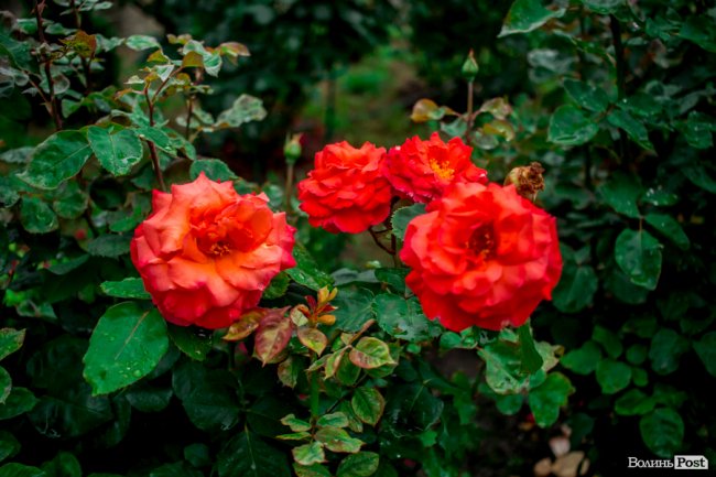 Барвиста краса: літній Луцьк потопає у квітах. ФОТО