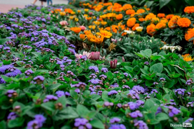 Барвиста краса: літній Луцьк потопає у квітах. ФОТО