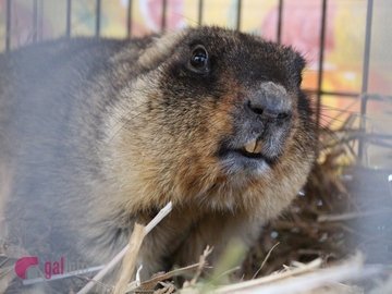 Львівський бабак спрогнозував ранню весну