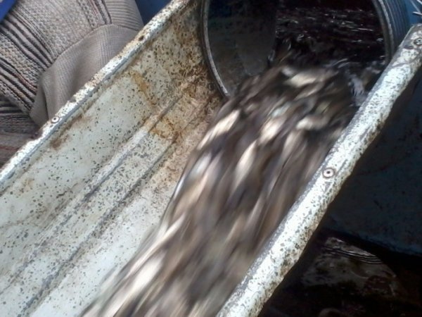 У Теремнівський ставок запустили рибу. ФОТО