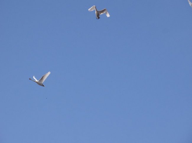 На Волині зафіксували найбільшу за 10 років міграцію мартинів. ФОТО