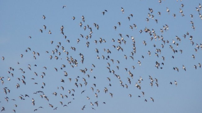 На Волині зафіксували найбільшу за 10 років міграцію мартинів. ФОТО