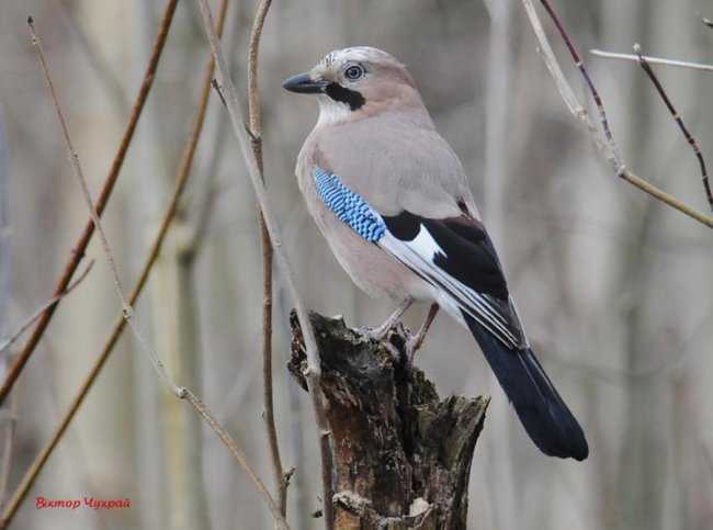 Ніби птахи прилетіли попрощатись: луцький фотограф присвятив добірку світлин загиблому Юрію Яцюку