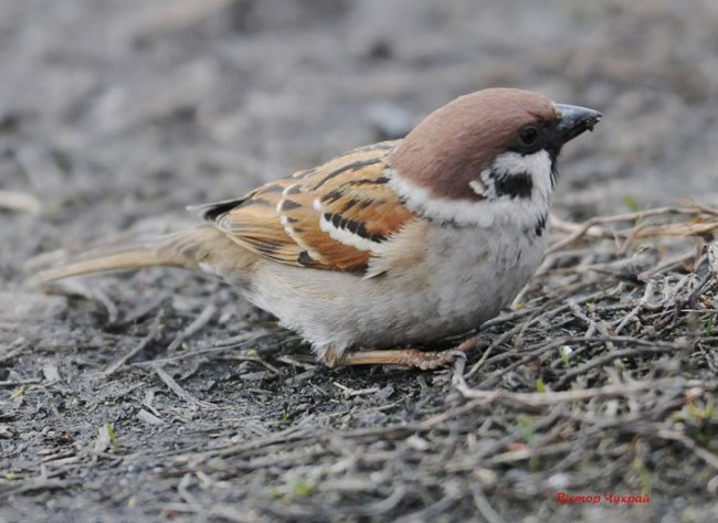 Ніби птахи прилетіли попрощатись: луцький фотограф присвятив добірку світлин загиблому Юрію Яцюку