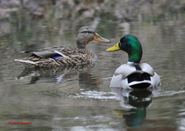 Ніби птахи прилетіли попрощатись: луцький фотограф присвятив добірку світлин загиблому Юрію Яцюку