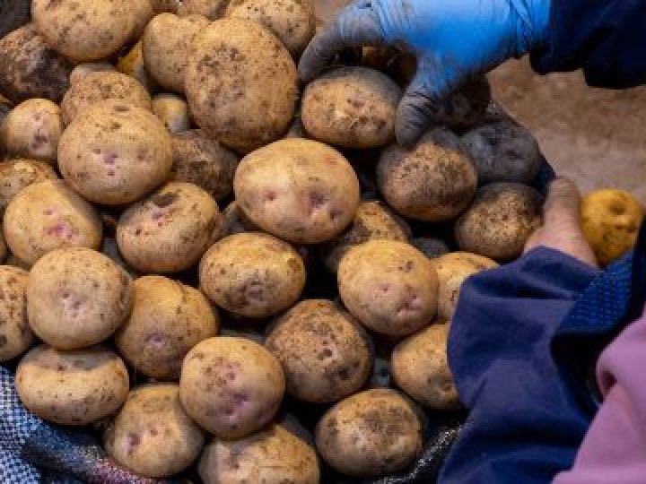 Скільки коштує картопля, морква та капуста на ринку у Луцьку: огляд цін