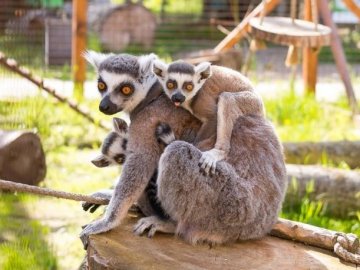 Луцькому зоопарку можуть передати тварин із Національного цирку України