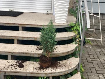 У центрі Луцька невідомі викрали гігантський горщик для рослин. ФОТО