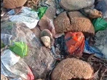 Поблизу Луцька посеред поля викинули гору зіпсованого хліба. ВІДЕО