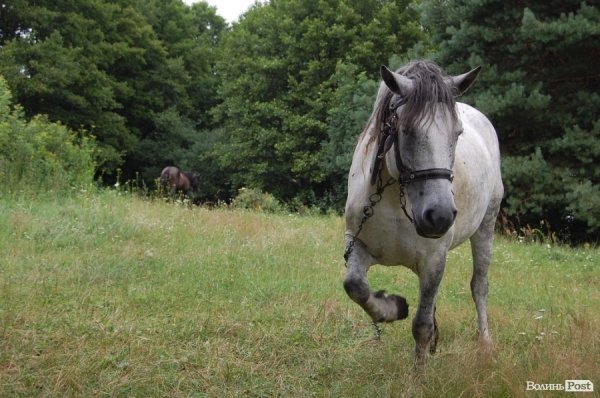 Відпочинок під Луцьком. Рокині. ФОТО