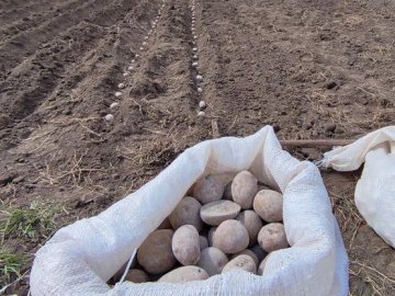 На Волині картоплею засадять 80 тисяч гектарів землі