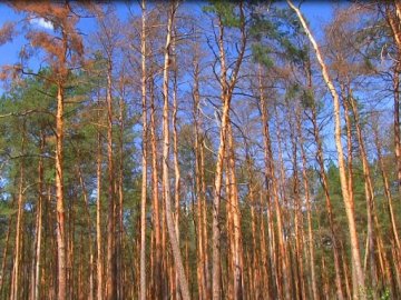 Один день із життя ратнівських лісівників. ФОТО. ВІДЕО