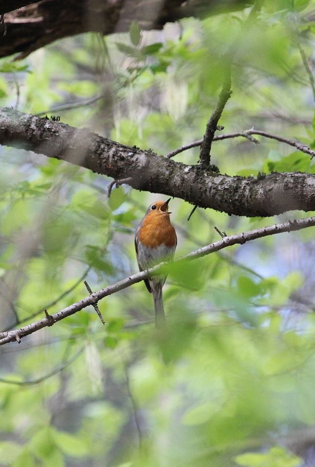 Руда, пухнаста і схожа на кульку: показали пернату мешканку природного парку на Волині. ФОТО