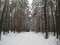 Погуляйко віддав майже 5 гектарів лісу у користування, серед «власників» – луцька депутатка