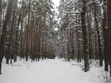 Погуляйко віддав майже 5 гектарів лісу у користування, серед «власників» – луцька депутатка