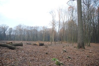 Під Луцьком попрацювали «сарумани». ФОТО